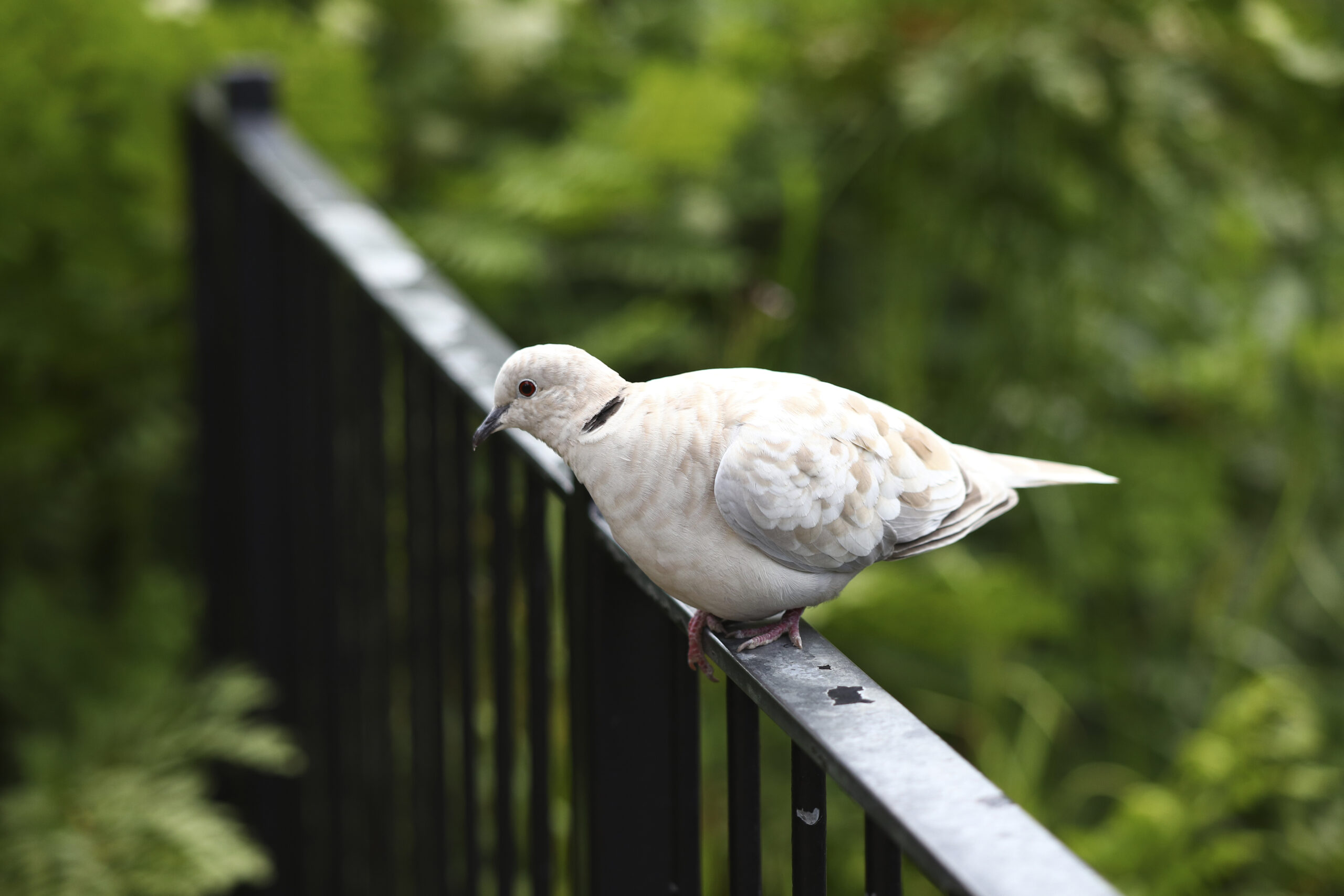 New wildlife gardening guide shows big potential of small spaces in Bristol, Gloucestershire, and Somerset