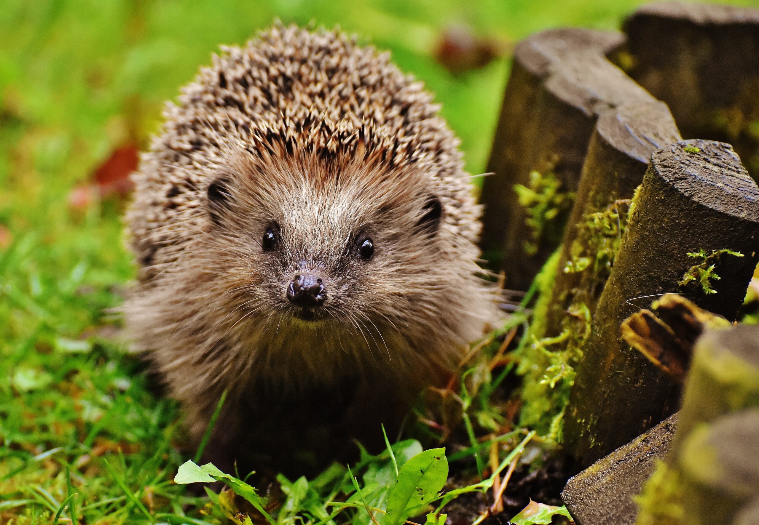 Hedgehog week Hedgehog Awareness Week 2-8 May 2021
