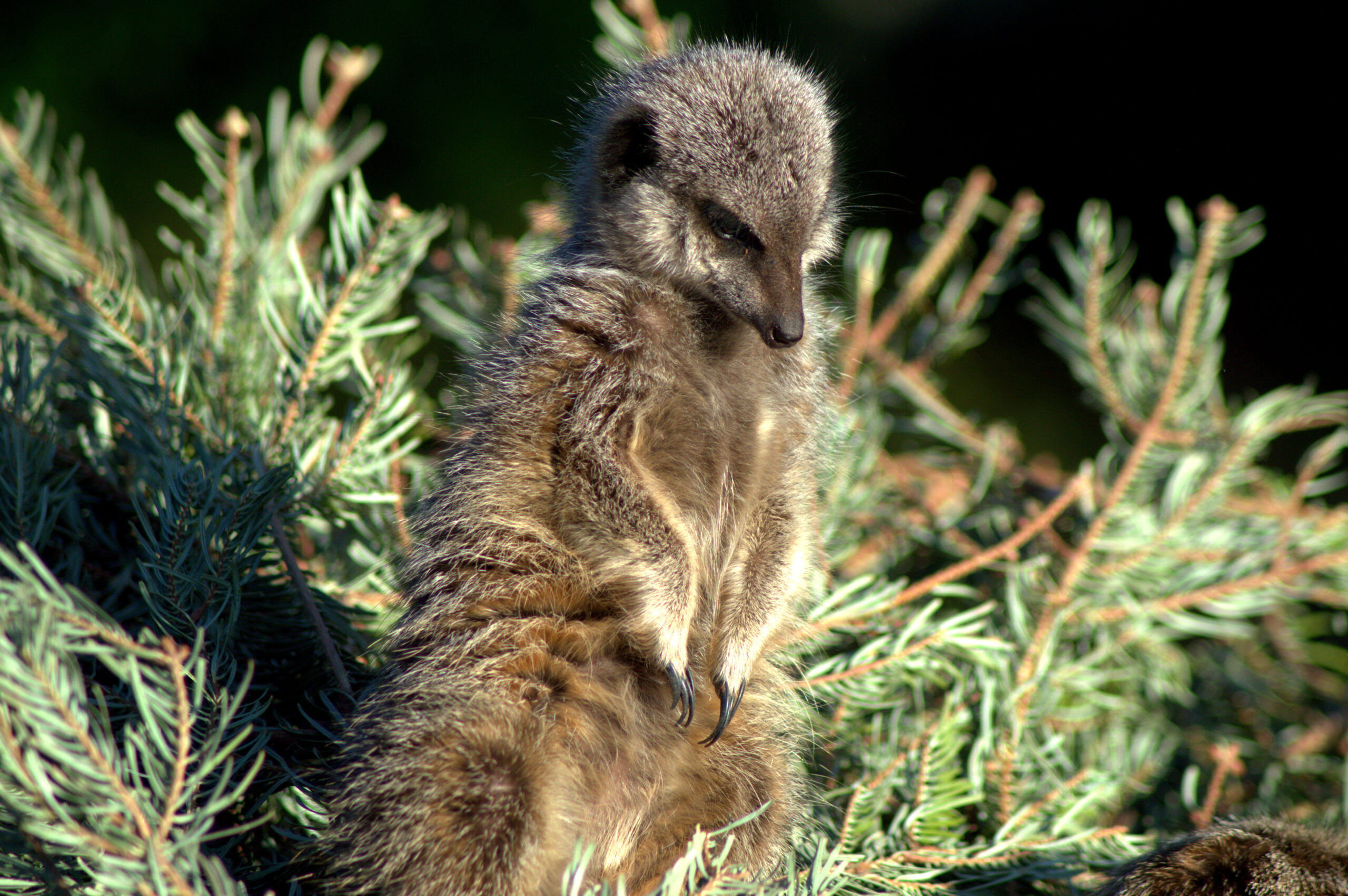A wild and magical Christmas awaits at Wild Place Project