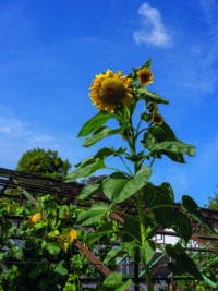 get growing
