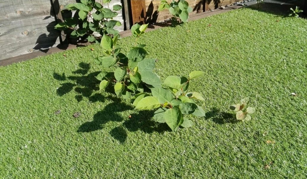 Bristol homeowners – Seek a survey if you spot signs of Japanese knotweed