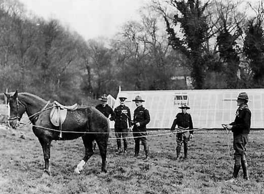 After several years of fundraising, Friends of Lamplighters Marsh are excited to announce,
that the memorial sculpture of the Warhorse will be making its home at the Daisy Field,
Portway, Shirehampton