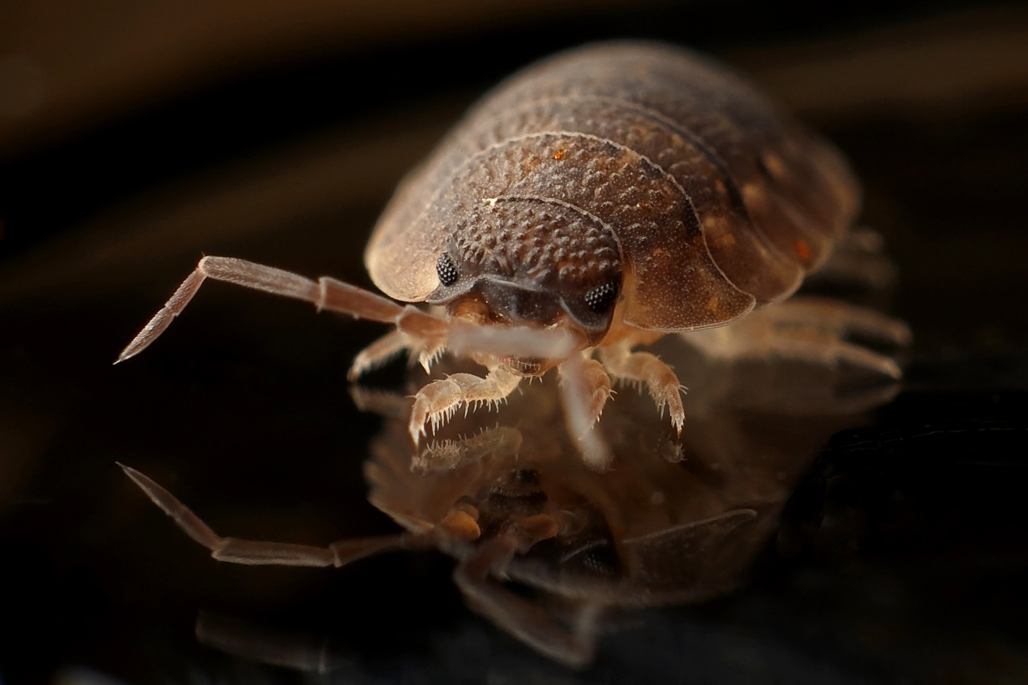 Understanding and Eradicating Bedbugs from Your Home