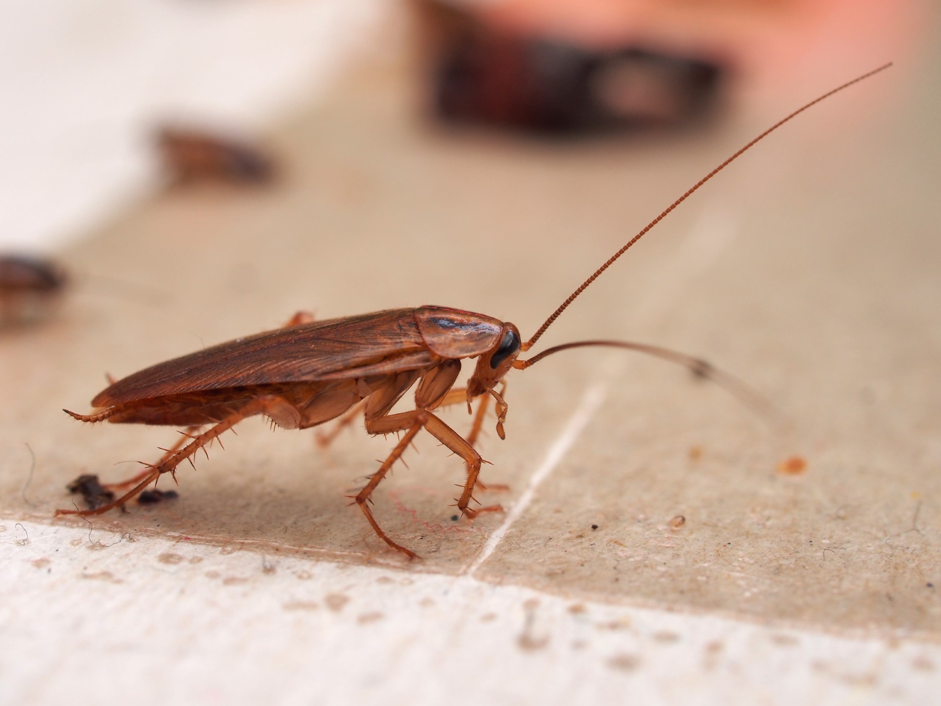 Pest Halloween