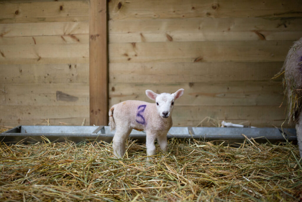 Easter Candy for miles - quite literally - as UK’s first Candy Cannon arrives at Avon Valley, alongside Lambing Live and The Grinch as he attempts to steal Easter between 29th March - 14th April 

