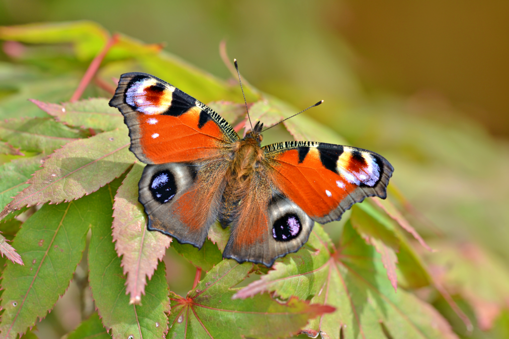 Two thousand Bristol children to create wild spaces  for butterflies and moths at school