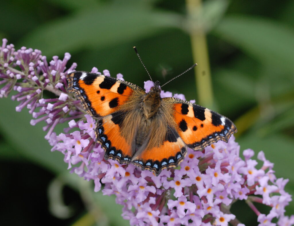 Two thousand Bristol children to create wild spaces  for butterflies and moths at school