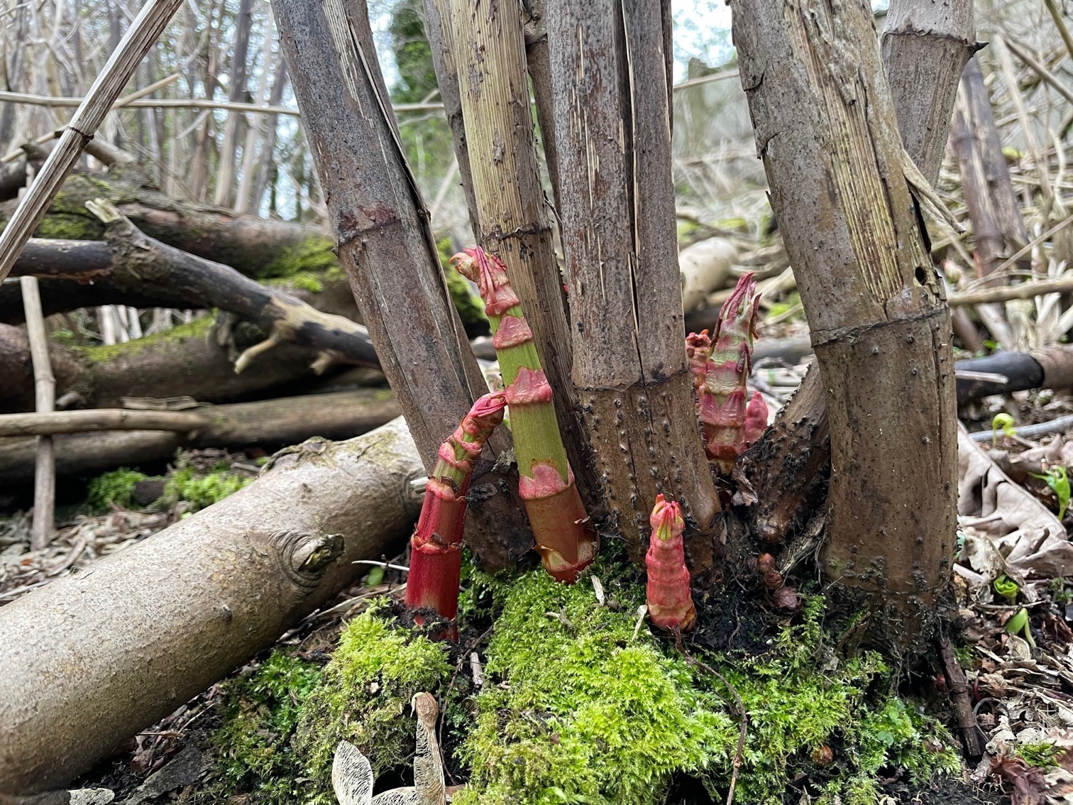 Japanese knotweed set for early take off in Bristol and South West