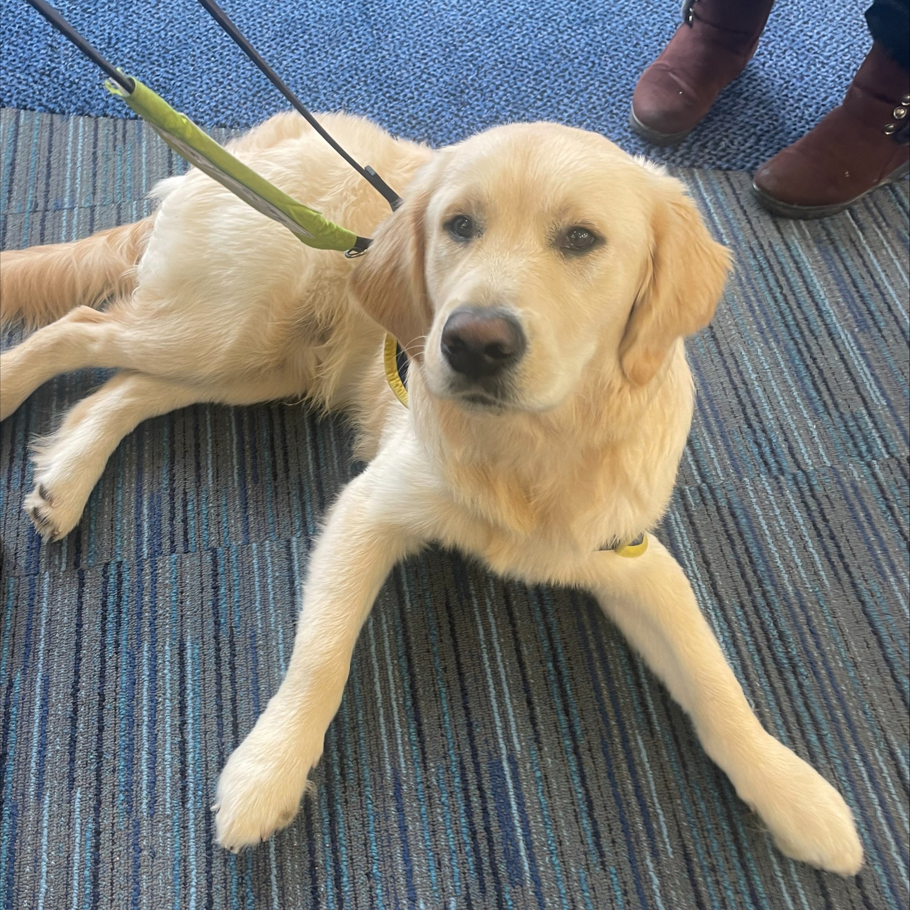 438830012_742445601383186_4291326455921522151_n Could you volunteer as a Puppy Raiser for Guide Dogs South West?