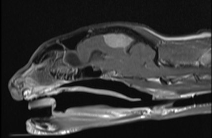 Bristol vets give cat given life-saving brain surgery to remove tumour