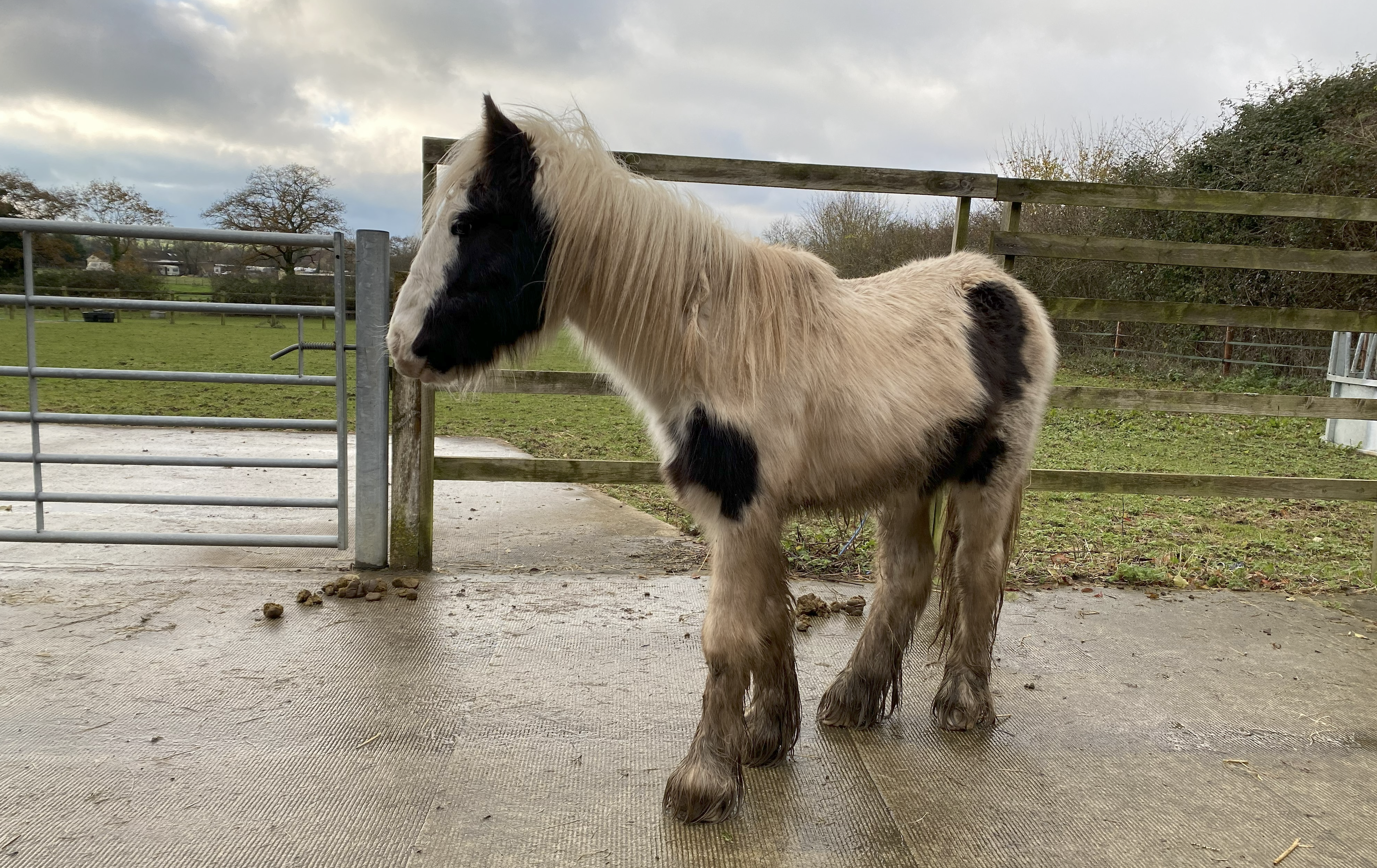 Screen Shot 2024-12-04 at 09.44.12 Bristol’s Horseworld Charity launches heartfelt campaign to honour loved ones following the rescue of a lonely pony found with his dead friend.