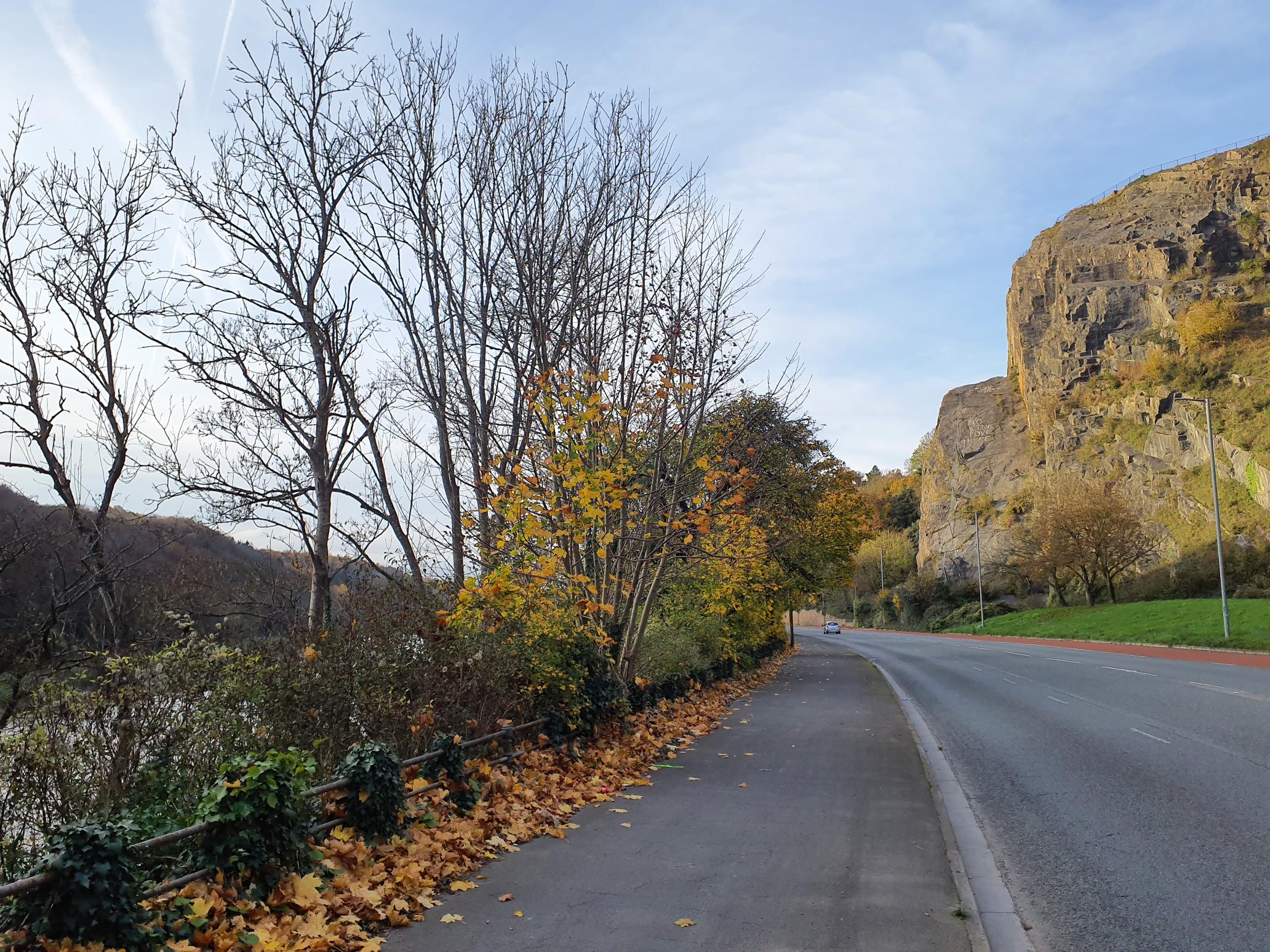 Ash Dieback bristol