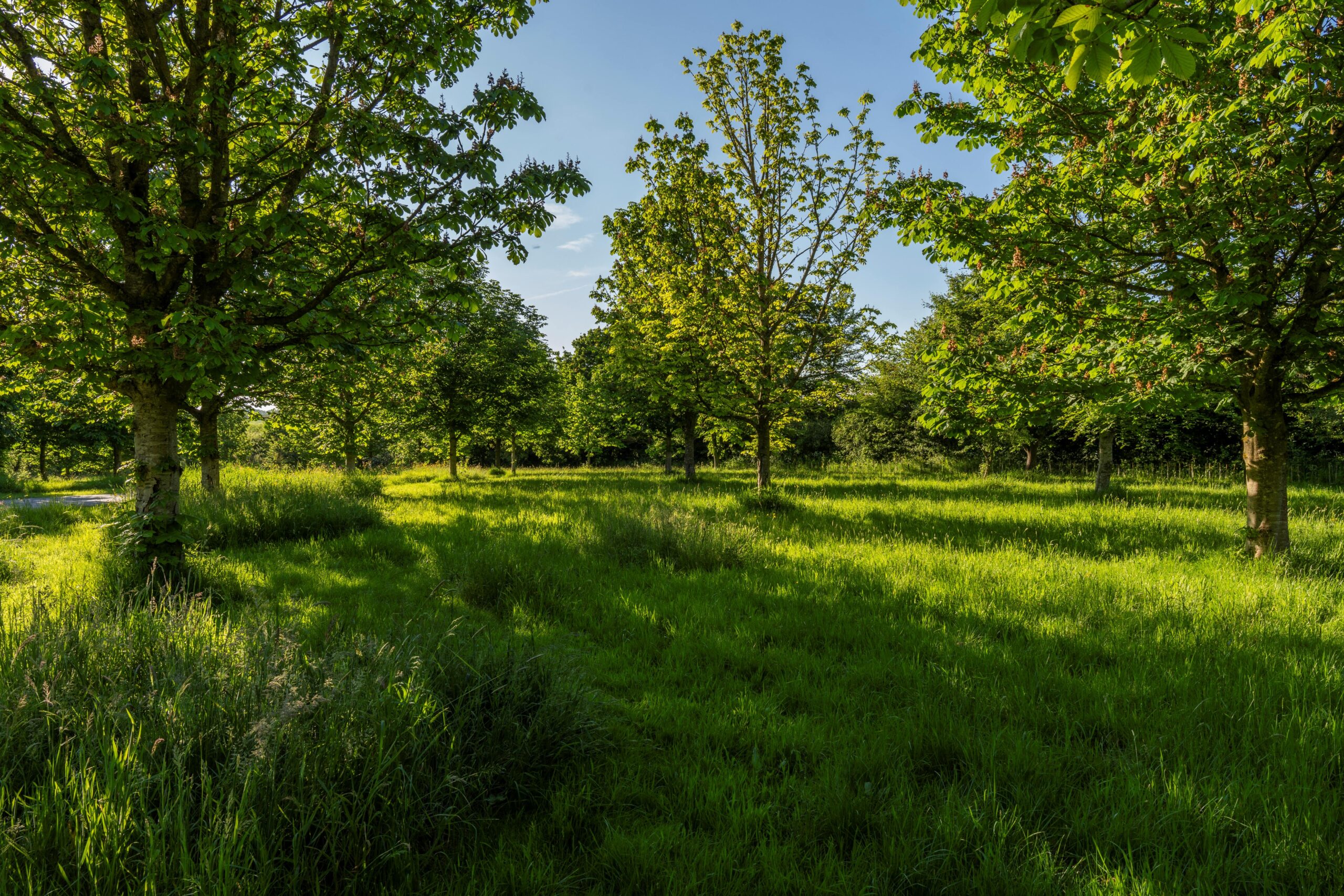 Bristol Memorial Woodlands 2 OVER 100 NEW TREES FOR BRISTOL MEMORIAL WOODLAND
