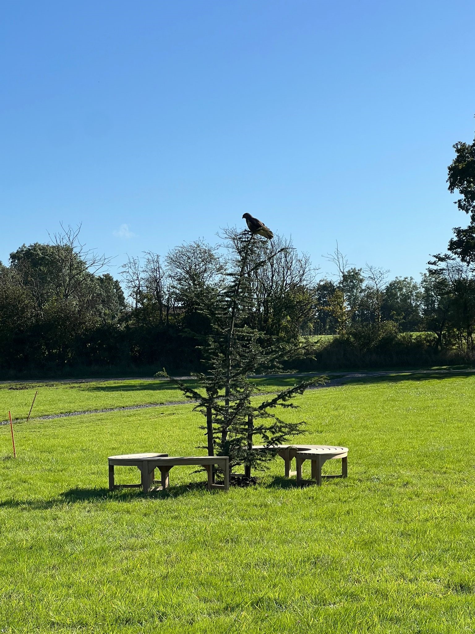 Bristol Memorial Woodlands; The Cedar of Lebanon tree