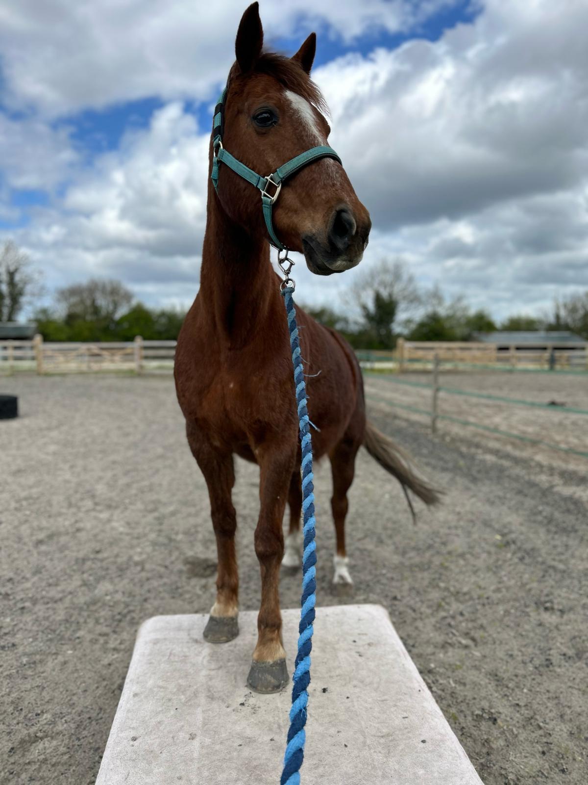 a6949349-e7a0-4e16-b8e4-24a2f48b2029 HorseWorld Announced as Charity of the Year