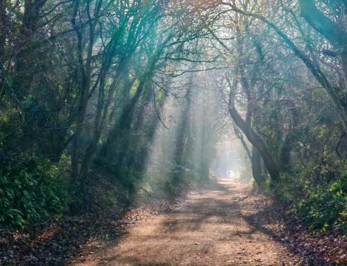 North Somerset’s Strawberry Line Named Britain’s Favourite Path 2026
