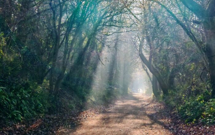 orth Somerset's Strawberry Line wins the Ramblers' Britain’s Favourite Path 2026 title following a national public vote